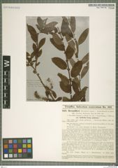 Foto von Salix bornmuelleri Hausskn.